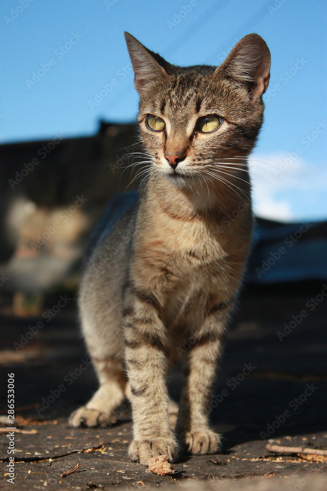 Grey tabby kitten in the park Grey tabby kitten in the park