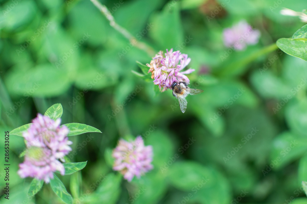 Bumblebee collects nectar in a clover flower Bumblebee collects nectar in a clover flower