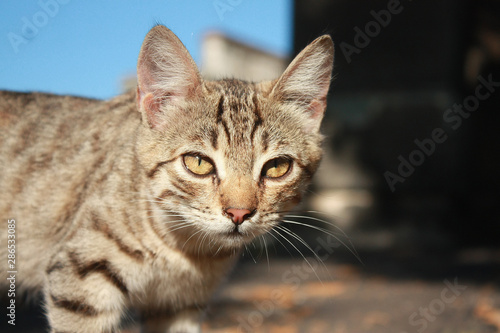 Grey tabby kitten in the park © Tora Stark