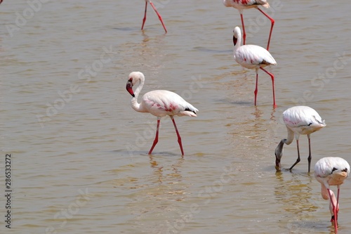 group of pink flamingos © ALEX