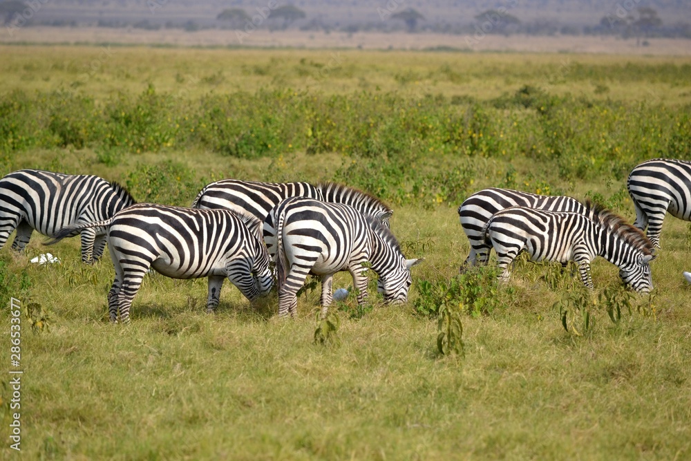 zebra in africa