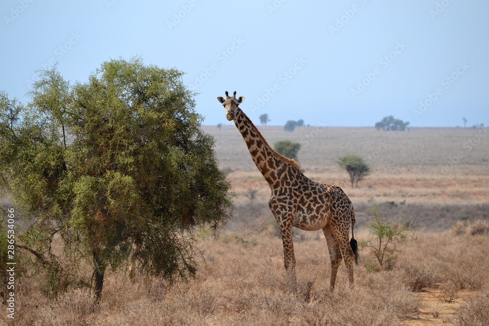 Obraz premium giraffe in africa