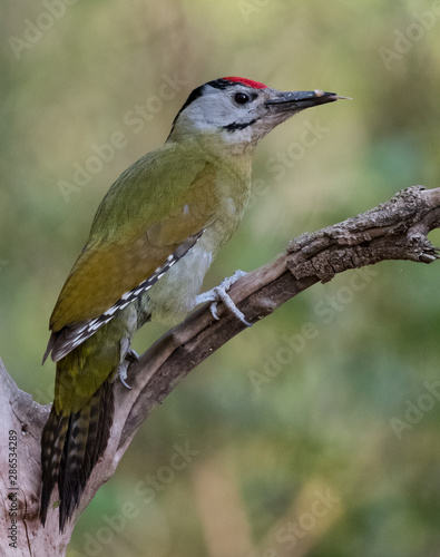 Grey Headed Woodpecker Male on tree at Sattal