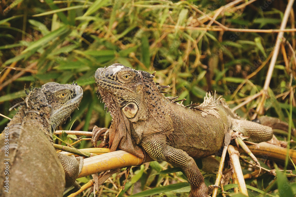 Deux igaunes se reposant dans les herbes hautes. Deux igaunes se reposant dans les herbes hautes.