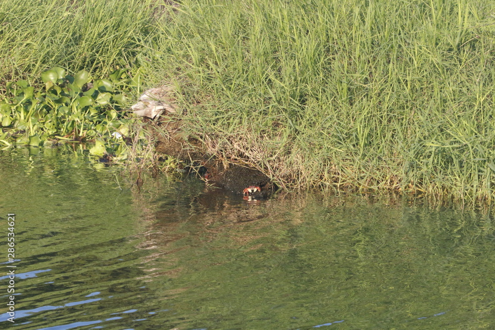 Fototapeta premium Playa Chachalacas, Veracruz