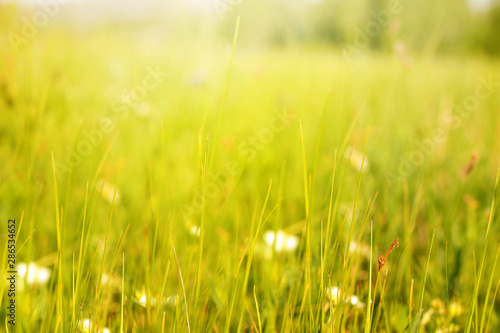 Young grass in a meadow on a Sunny spring day. Botanical background. Blank for design