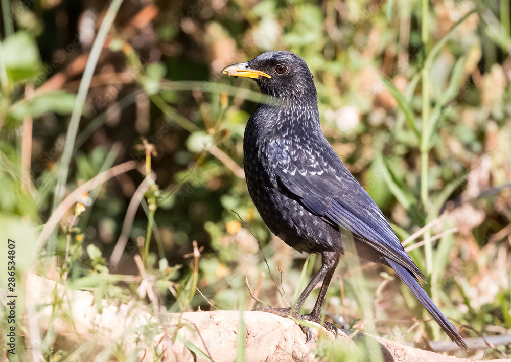 Blue Whistling Thrush portrait shoot at Sattal Blue Whistling Thrush portrait shoot at Sattal
