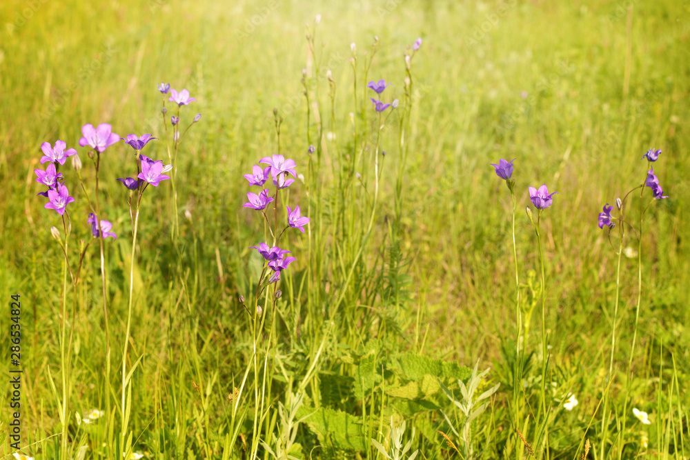 Blue wildflowers background of green flowering meadow on Sunny summer day Blue wildflowers background of green flowering meadow on Sunny summer day