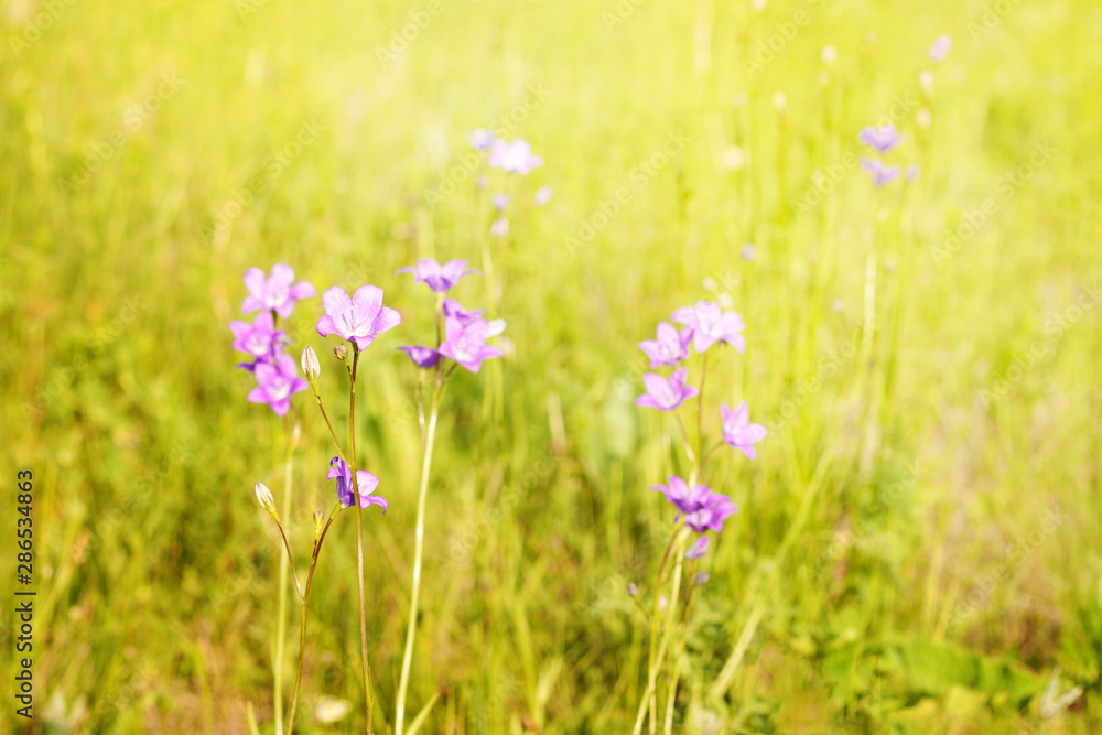 Blue wildflowers background of green flowering meadow on Sunny summer day Blue wildflowers background of green flowering meadow on Sunny summer day