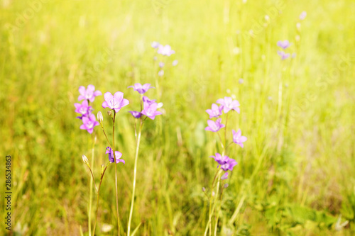 Blue wildflowers background of green flowering meadow on Sunny summer day