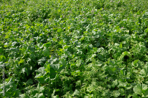Field with green maure plants. Agriculture