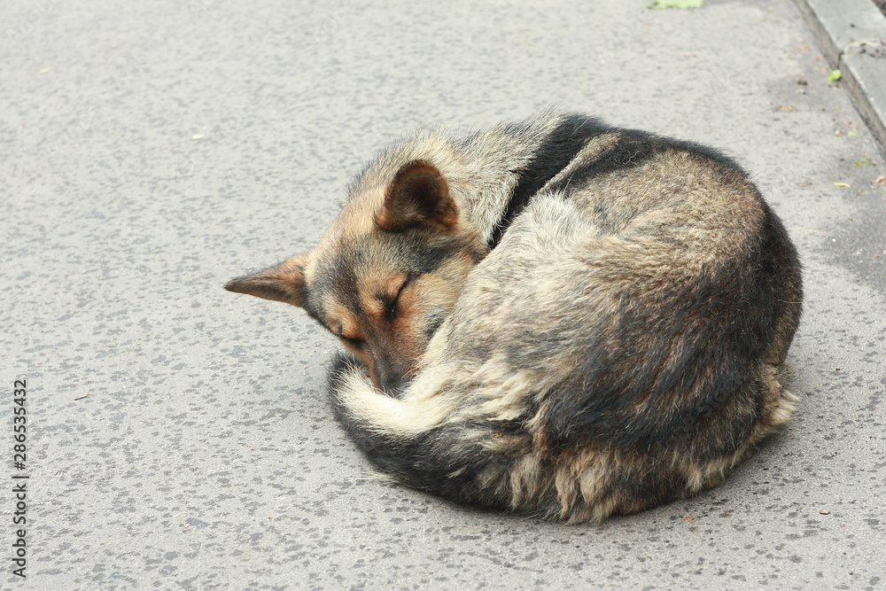 Homeless dog sleeping on the wet ground