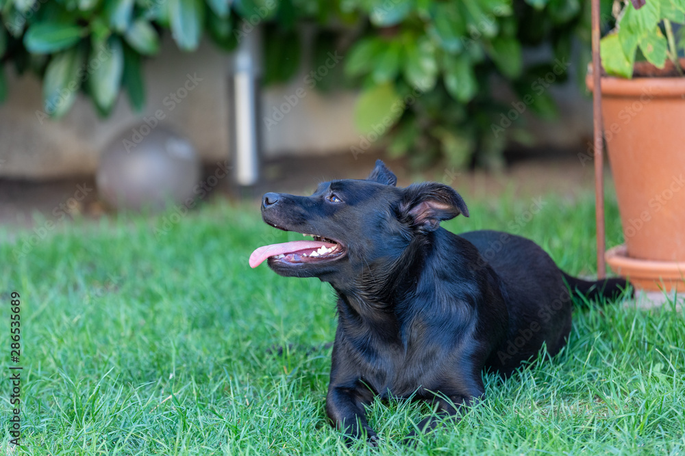 A little black dog outdoors in green grass. The dog is a mixed of a Labrador retriever. A little black dog outdoors in green grass. The dog is a mixed of a Labrador retriever.