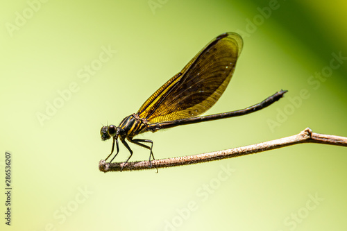 Euphaea Ochracea damselfly perching on a perch photo