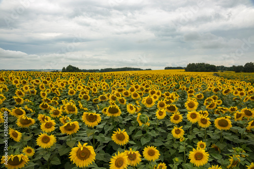 beautiful field of sunflowers