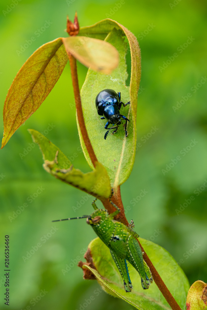 Leaf beetle (Platycorynus peregrinus) perching on leaf while a grasshopper perching down below Leaf beetle (Platycorynus peregrinus) perching on leaf while a grasshopper perching down below