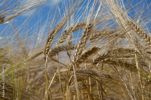 Field of corn. Wheat. Summer. Agriculture