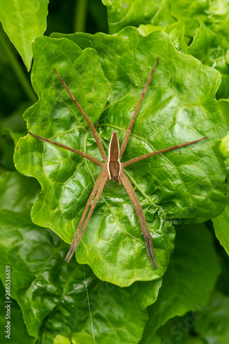 Nursery Web Spider perching on a green leaf