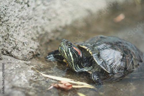 Red-eared Slider turtle in pond