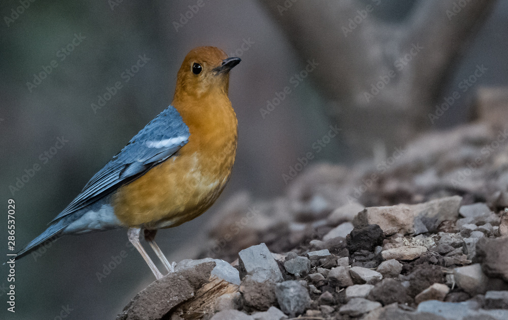 Fototapeta premium Orange Headed Thrush Portrait shoot at Sattal