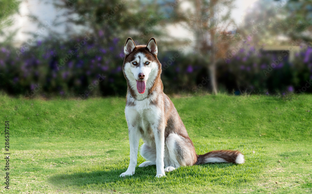 Siberian Husky, sitting on garden background