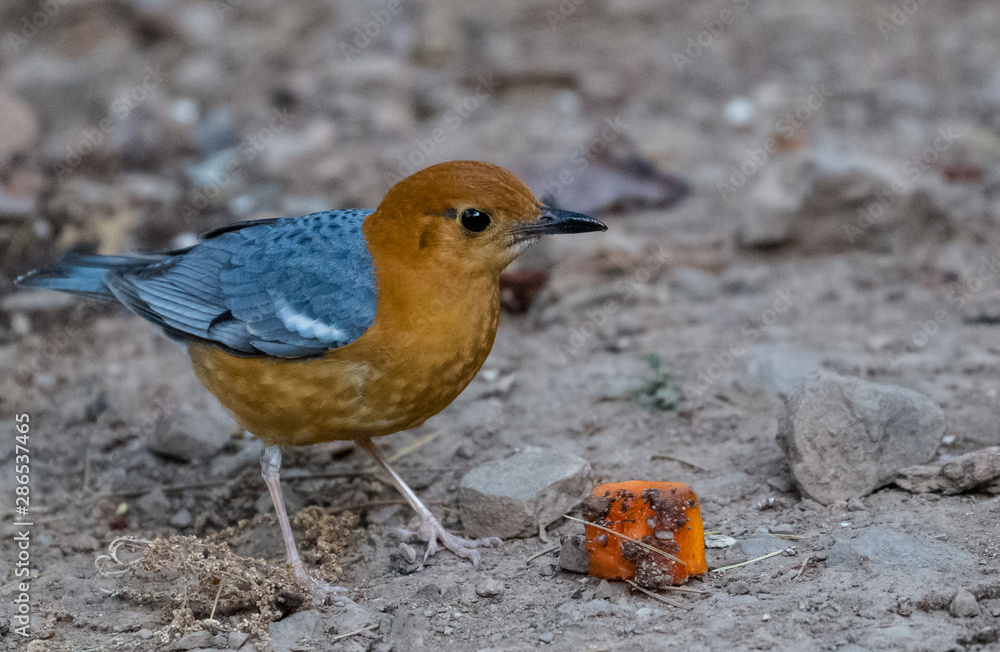 Orange Headed Thrush Portrait shoot at Sattal Orange Headed Thrush Portrait shoot at Sattal