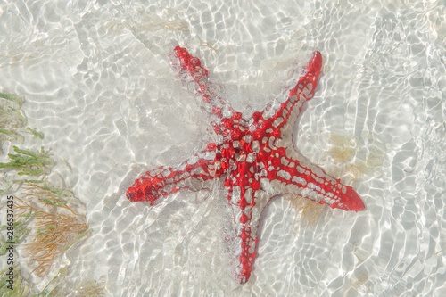 The starfish lies on the sand of the ocean