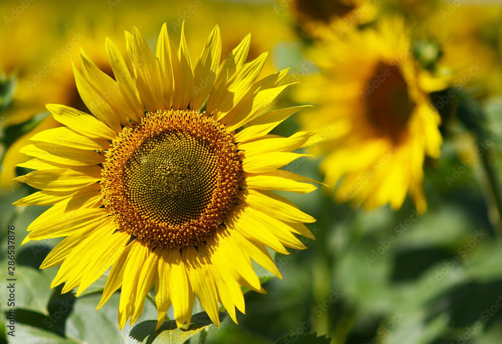 bright yellow flowers of ripe sunflower bright yellow flowers of ripe sunflower