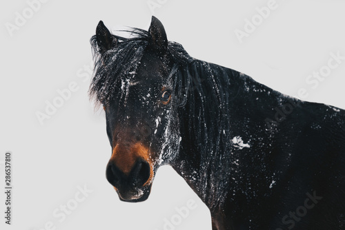 Horse Snow 10