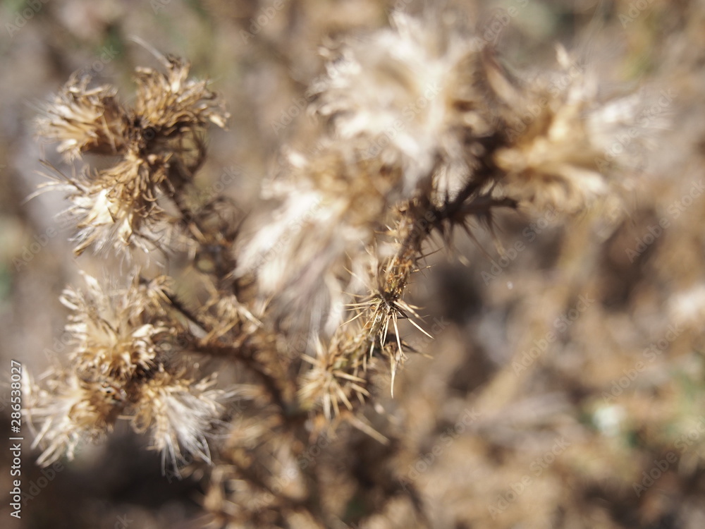 thistle in winter