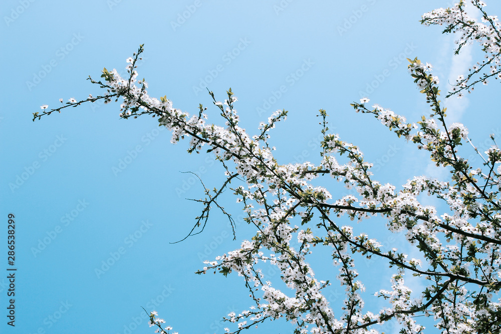 Blossoming apple tree branch on blue sky