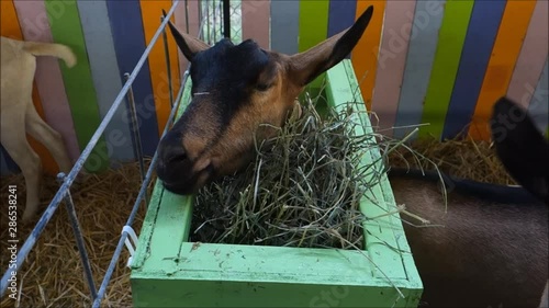 funny goat with head stuck in feeding box