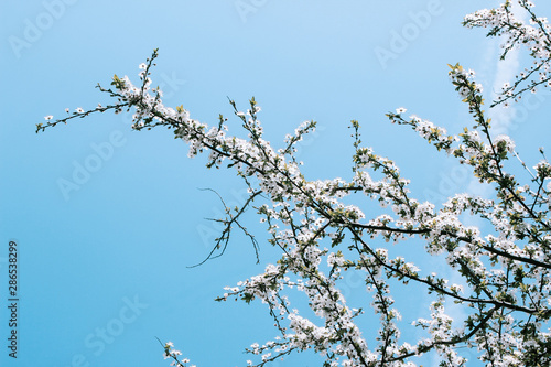 Blossoming apple tree branch on blue sky