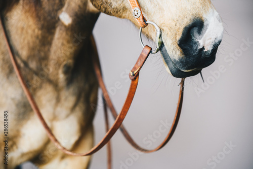 Fényképezés Buckskin 2