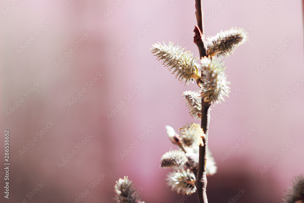 Pussy willow twig on pink background. Flat lay, top view Pussy willow twig on pink background. Flat lay, top view