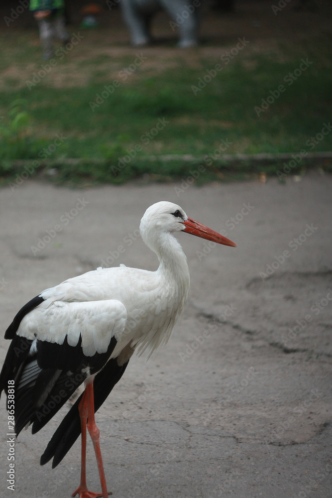 Fototapeta premium Stork