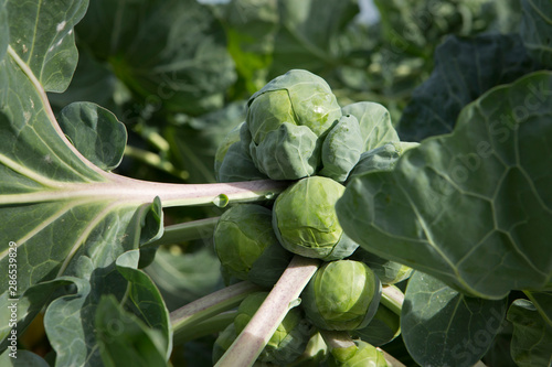 фотографія Sprouts. Vegetable. Farming. Agriculture