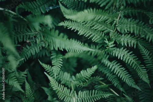 leaf of fern