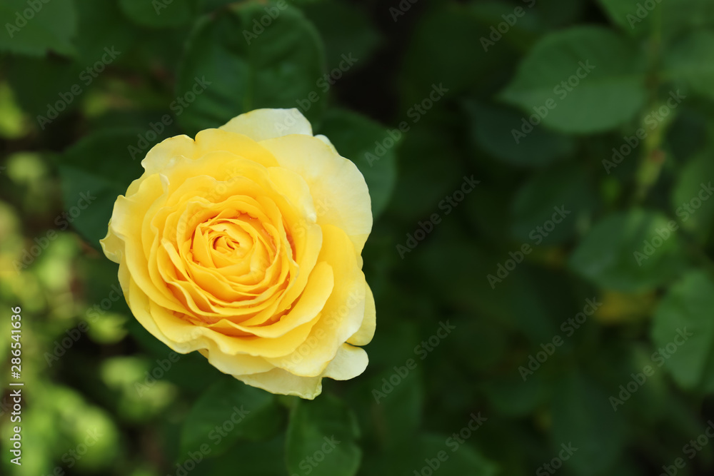 Beautiful blooming rose in green garden on summer day. Space for text Beautiful blooming rose in green garden on summer day. Space for text