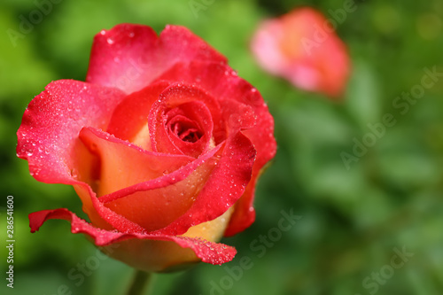 Beautiful blooming rose with water drops in garden on summer day  closeup view. Space for text