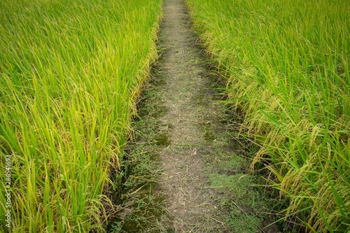 Raw grain rice flied agriculture plant in the nature..