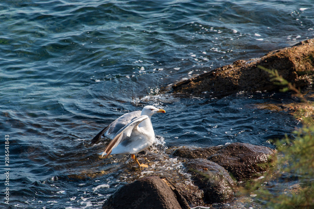 Obraz premium white seagull on a stone in the sea