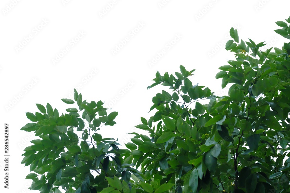 Tropical tree leaves with branches on white isolated background for green foliage backdrop Tropical tree leaves with branches on white isolated background for green foliage backdrop