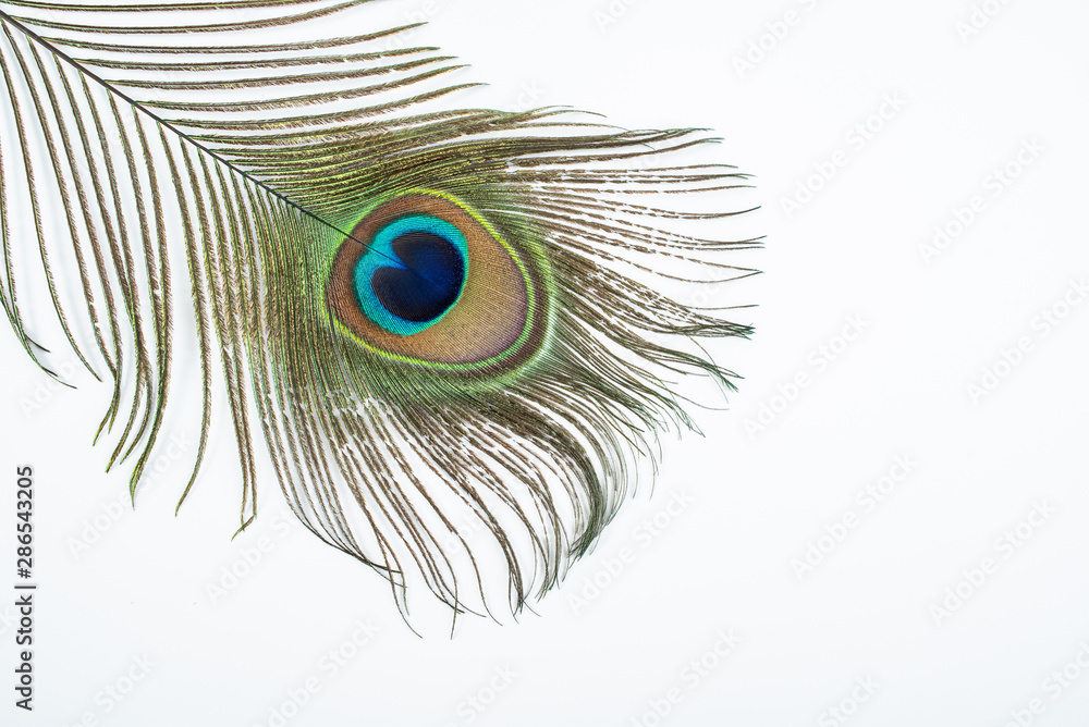 Fototapeta premium Bright beautiful peacock feathers on white background