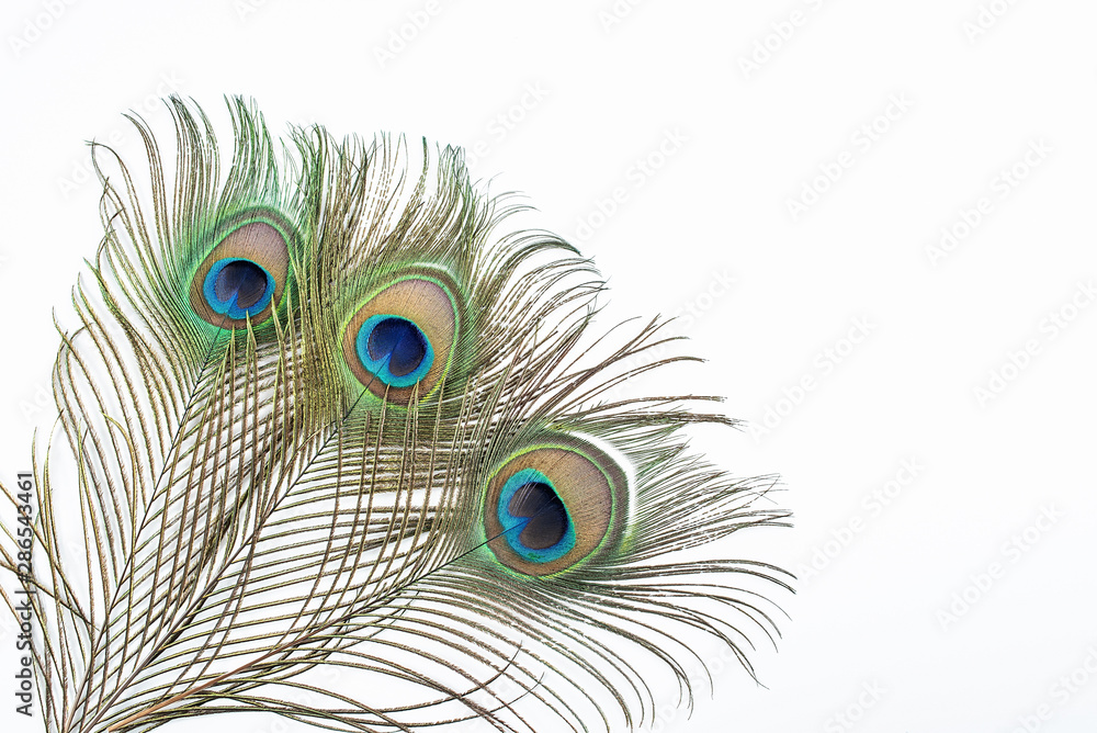 Obraz premium Bright beautiful peacock feathers on white background