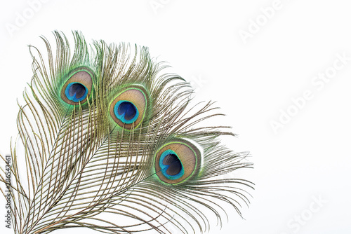 Bright beautiful peacock feathers on white background