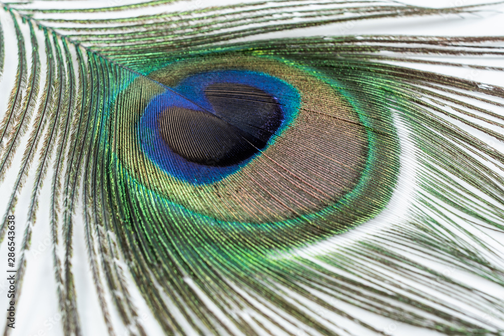 Naklejka premium Bright beautiful peacock feathers on white background