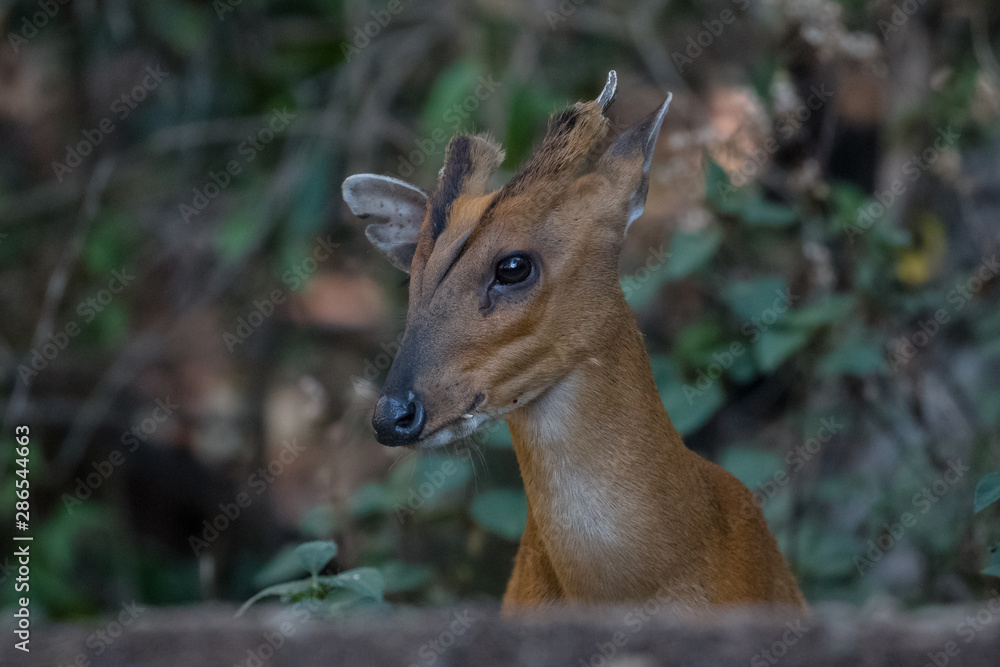 Fototapeta premium Barking Deer closeup shot in natural habitat at Sattal