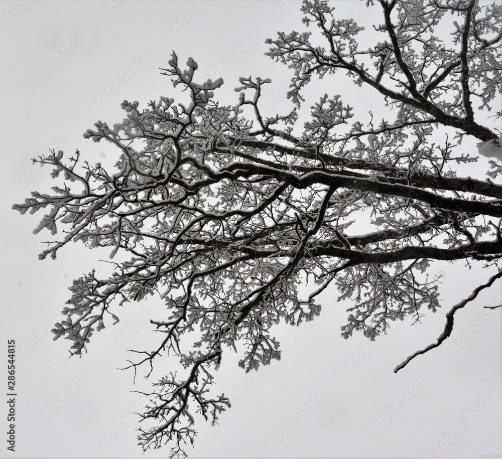 Obraz premium Tree branches covered with snow