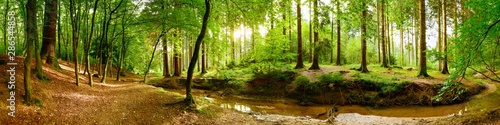 idylliczna-lesna-panorama-z-zielonymi-drzewami-i-jasnym-swiatlem-slonecznym-w-tle